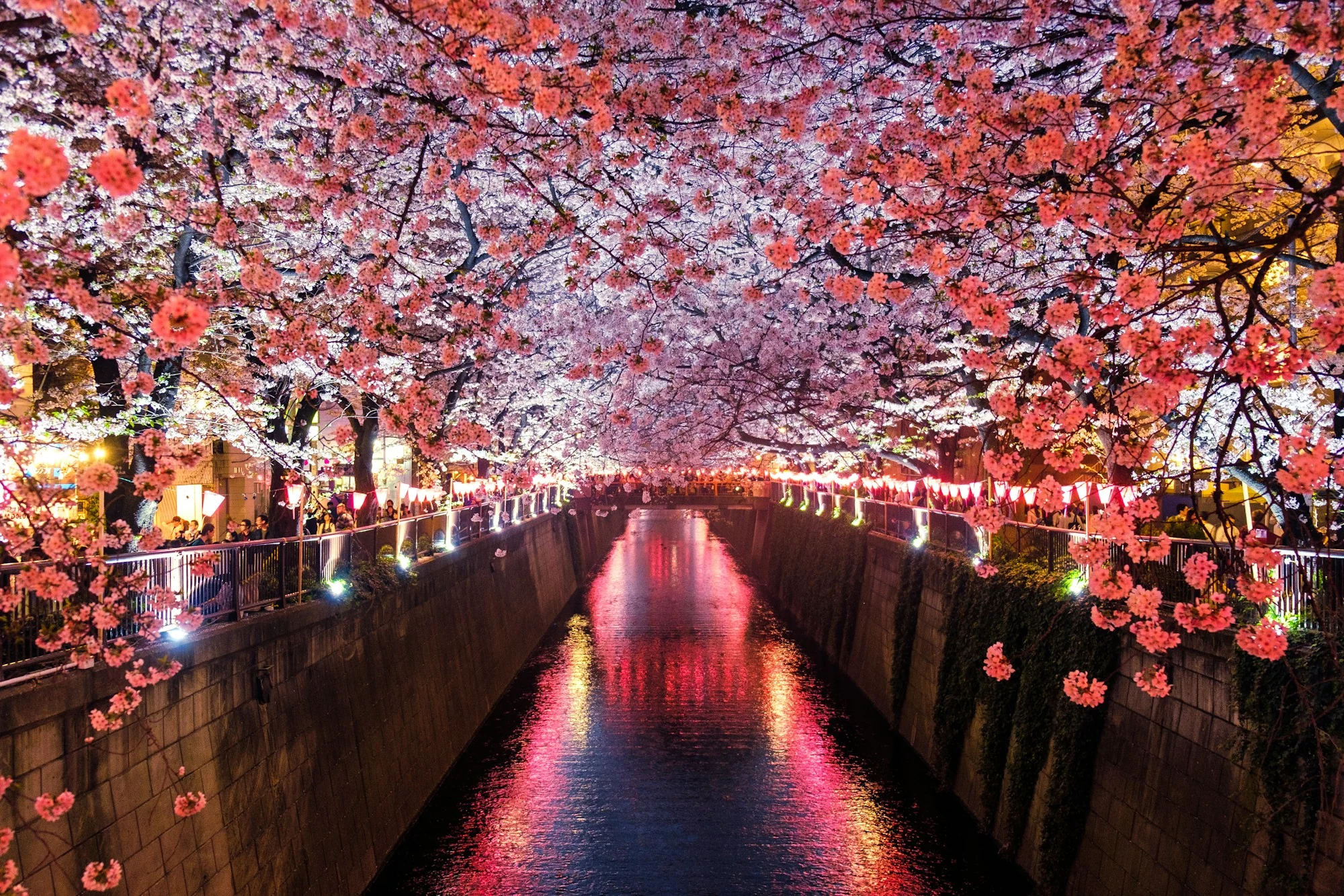 夜空を背にした桜