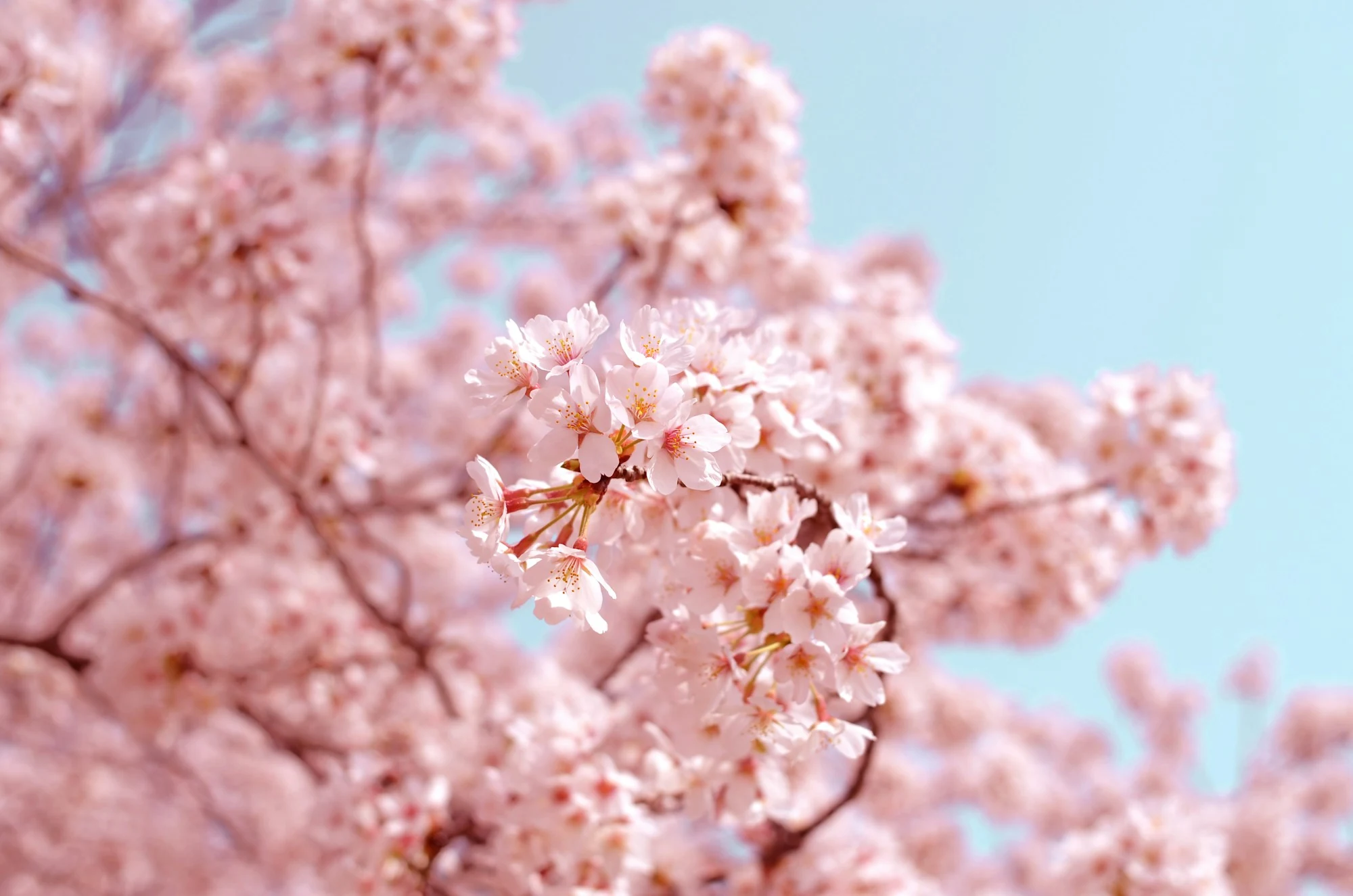 淡い空を背にした満開の桜